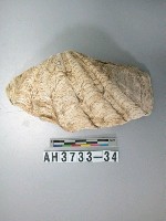 藏品(貝殼)的圖片
